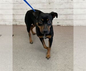 Mutt Dogs for adoption in San Bernardino, CA, USA