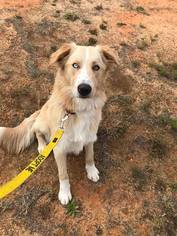 Golden Retriever-Unknown Mix Dogs for adoption in Diana, TX, USA