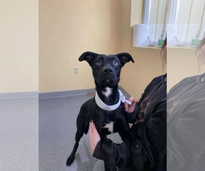 Labrador Retriever-Unknown Mix Dogs for adoption in Low Moor, VA, USA
