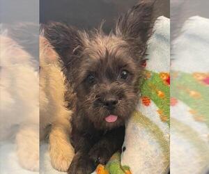 Cairn Terrier Dogs for adoption in Tracy, CA, USA