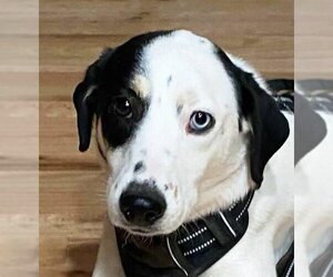 English Foxhound Dogs for adoption in Albuquerque, NM, USA