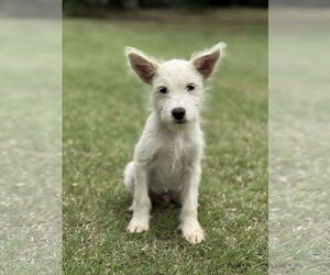Mutt Dogs for adoption in PIPE CREEK, TX, USA