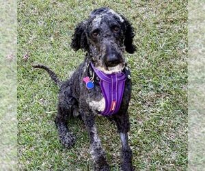 Poodle (Standard) Dogs for adoption in Spring Lake, NC, USA