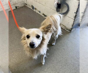 Chihuahua Dogs for adoption in San Bernardino, CA, USA