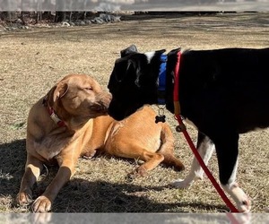 Labrador Retriever-Unknown Mix Dogs for adoption in Rockaway, NJ, USA