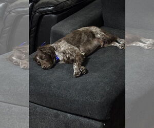 Brittany Dogs for adoption in Curwensville, PA, USA