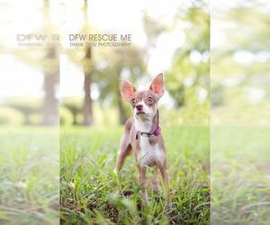 Italian Greyhuahua Dogs for adoption in Denton, TX, USA