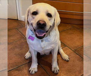 Labrador Retriever Dogs for adoption in Fort Worth, TX, USA