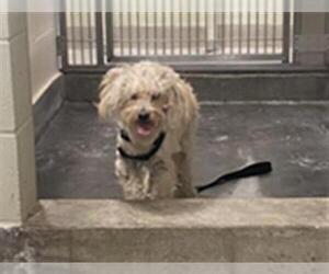 Maltese Dogs for adoption in Upland, CA, USA