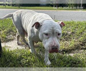 American Pit Bull Terrier Dogs for adoption in Ocala, FL, USA
