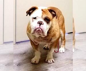 Bulldog Dogs for adoption in Olalla, WA, USA