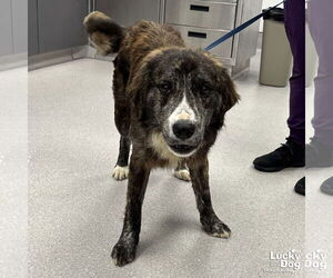 Mutt Dogs for adoption in Washington, DC, USA