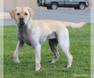 Labrador Retriever Dogs for adoption in Bedford, VA, USA