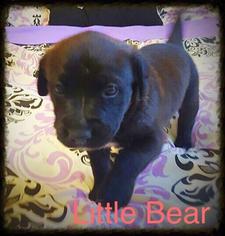 Medium Photo #1 Labrador Retriever Puppy For Sale in St. George, UT, USA