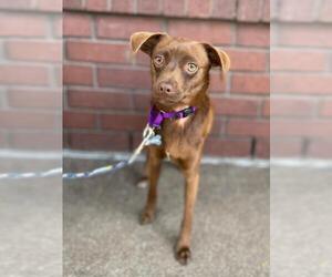Doxle Dogs for adoption in Palo Alto, CA, USA