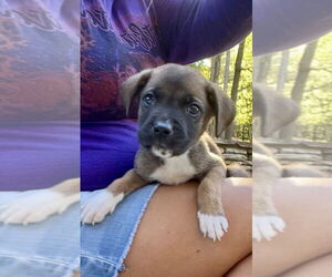 Mutt Dogs for adoption in Mooresville, NC, USA