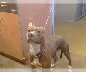 American Pit Bull Terrier Dogs for adoption in Sacramento, CA, USA