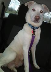 Medium Photo #1 Alaskan Husky-Unknown Mix Puppy For Sale in Maple Grove, MN, USA