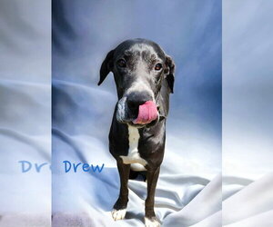 Great Dane Dogs for adoption in Bullard, TX, USA