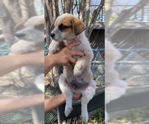 Mutt Dogs for adoption in San Antonio, TX, USA