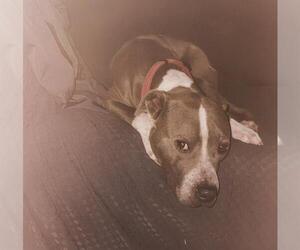 American Staffordshire Terrier-Unknown Mix Dogs for adoption in San Antonio, TX, USA