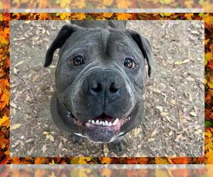 American Staffordshire Terrier Dogs for adoption in Ojai, CA, USA