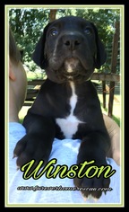 Medium Photo #1 Great Dane Puppy For Sale in Blaine, MN, USA