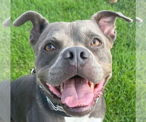 American Staffordshire Terrier-Unknown Mix Dogs for adoption in Lake Forest, CA, USA