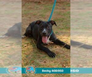 American Bulldog-Unknown Mix Dogs for adoption in Mobile, AL, USA