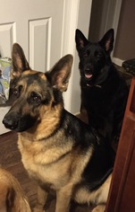German Shepherd Dog Dogs for adoption in Decatur, GA, USA