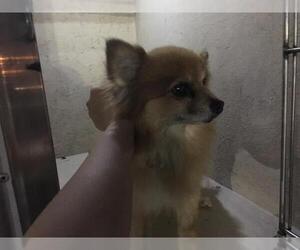 Pomeranian Dogs for adoption in Louisville, KY, USA