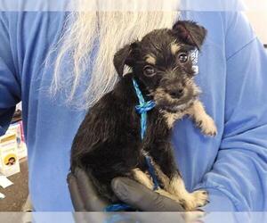 Norfolk Terrier-Unknown Mix Dogs for adoption in Camarillo, CA, USA