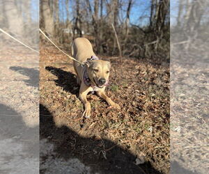 Mutt Dogs for adoption in Oakhurst, NJ, USA