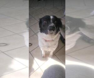Border Collie-Unknown Mix Dogs for adoption in DuQuoin, IL, USA