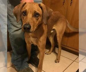 Redbone Coonhound Dogs for adoption in Wadena, MN, USA