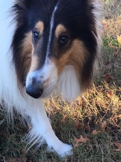 Collie Dogs for adoption in Newport News, VA, USA