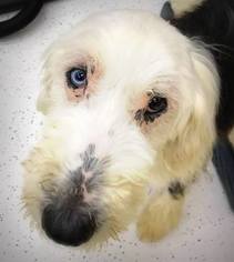 Old English Sheepdog Dogs for adoption in Zionsville, IN, USA
