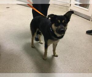 German Shepherd Dog Dogs for adoption in Riverside, CA, USA