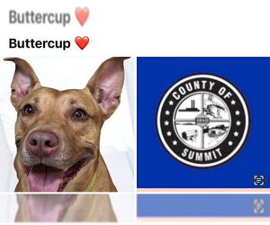 American Pit Bull Terrier Dogs for adoption in Akron, OH, USA