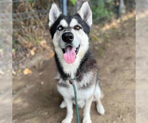 Gerberian Shepsky Dogs for adoption in Long Beach, CA, USA