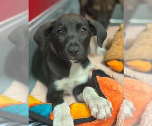 German Shepherd Dog-Unknown Mix Dogs for adoption in Visalia, CA, USA