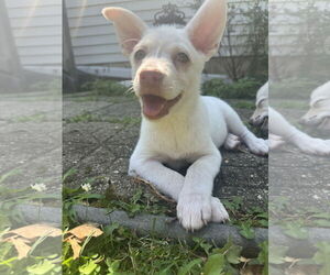 Huskies -Unknown Mix Dogs for adoption in Jackson Township, NJ, USA