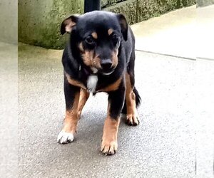 Muggin Dogs for adoption in Seattle, WA, USA