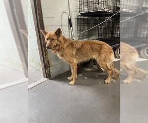 Shollie Dogs for adoption in Stockton, CA, USA