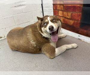 Siberian Husky Dogs for adoption in San Bernardino, CA, USA