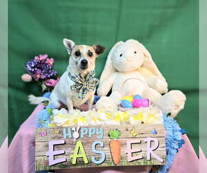 Jack Chi Dogs for adoption in Franklin, North Carolina, NC, USA
