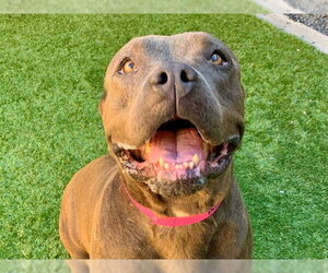 Mutt Dogs for adoption in Moreno Valley, CA, USA