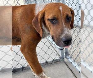 Mutt Dogs for adoption in Bakersfield, CA, USA