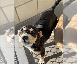 Shepweiller Dogs for adoption in Corpus Christi, TX, USA