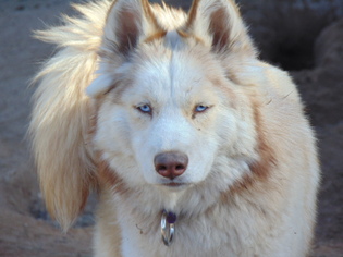 Medium Photo #1 Siberian Husky Puppy For Sale in Pacific grove , CA, USA